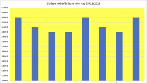 Giá heo hơi hôm nay 23/12/2025: Miền Bắc tiếp đà tăng