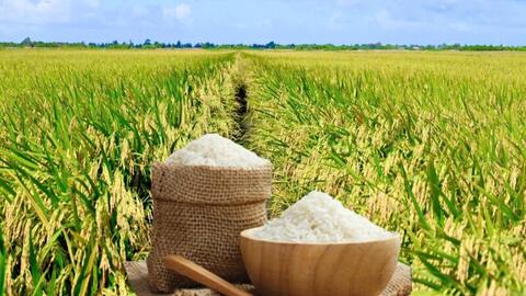 Giá lúa gạo hôm nay ngày 9/1: Gạo thơm dẻo neo cao, lúa tươi vững giá