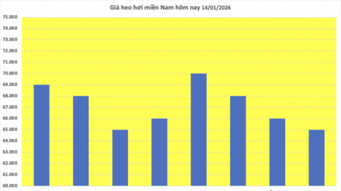 Giá heo hơi hôm nay 14/1/2026: Miền Bắc lập đỉnh mới 76.000 đồng/kg