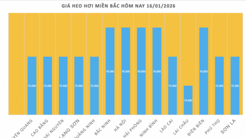 Giá heo hơi hôm nay 16/1/2026: Miền Trung, miền Nam tiếp tục tăng