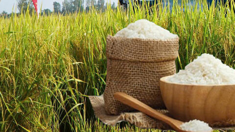 Giá lúa gạo hôm nay ngày 20/1: Gạo thơm neo cao