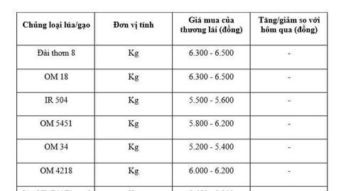 Giá lúa gạo hôm nay ngày 30/1/2026: Thị trường trầm lắng