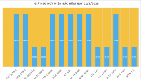 Giá heo hơi hôm nay 01/2/2026: Giữ đà bình ổn