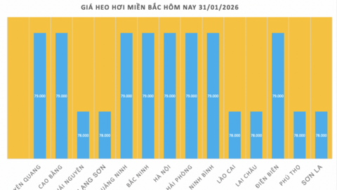 Giá heo hơi hôm nay 31/1/2026: Giảm đồng loạt tại miền Bắc