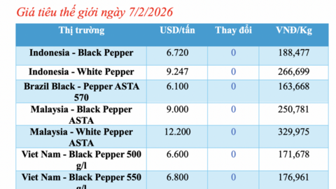 Giá tiêu hôm nay 7/2/2026: Giảm đồng loạt từ 500 - 1.000 đồng/kg