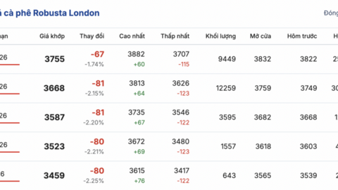 Giá cà phê hôm nay 8/2/2026: Tiếp tục giảm mạnh