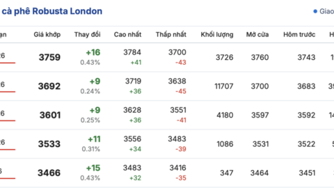 Giá cà phê hôm nay 12/2/2026: Đảo chiều giảm mạnh 1.000 - 1.200 đồng