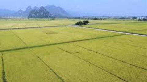 Xuất khẩu gạo đầu năm 2026: Tăng trưởng giữa vòng xoáy cạnh tranh