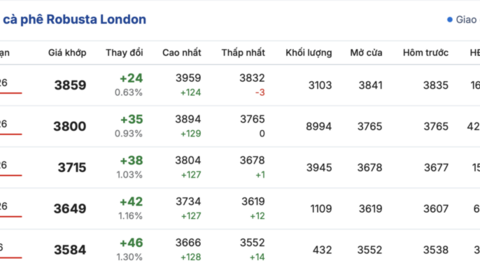 Giá cà phê hôm nay 14/2/2026: Tăng nhẹ 200 đồng/kg