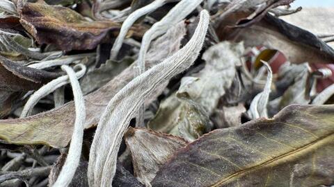 Giữ 'vàng xanh' Shan Tuyết, vun bồi giá trị nông sản Việt