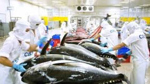 Xuất khẩu cá ngừ đóng hộp Việt Nam năm 2026 và cơ hội mở thị trường