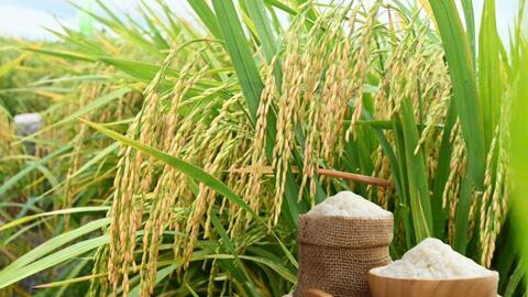 Giá lúa gạo hôm nay ngày 26/2/2026: Gạo xuất khẩu giảm nhẹ