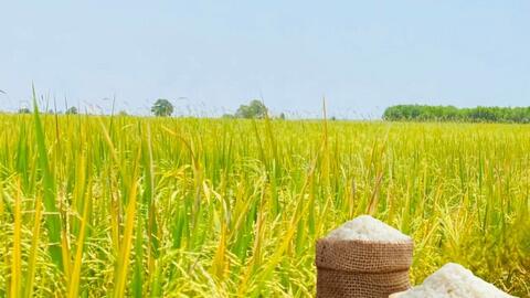 Giá lúa gạo hôm nay ngày 11/3/2026: Gạo xuất khẩu OM 5451 tiếp đà tăng