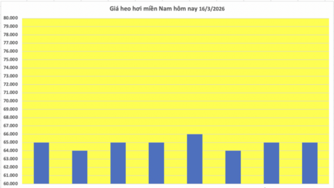 Giá heo hơi hôm nay 16/3/2026: Cao nhất đạt mốc 66.000 đồng/kg