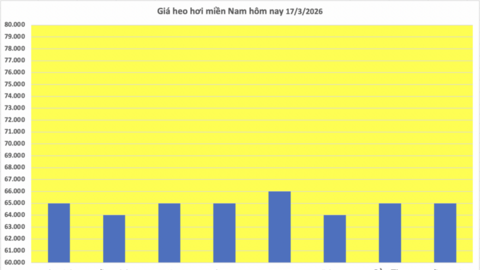 Giá heo hơi hôm nay 17/3/2026: Tăng đồng loạt 1.000 đồng tại miền Bắc