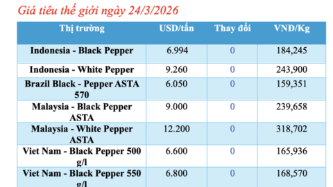 Giá tiêu hôm nay 24/3/2026: Giữ đà ổn định, cao nhất 136.000 đồng/kg