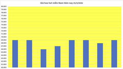Giá heo hơi hôm nay 25/3/2026: Tiếp tục giảm sâu tại miền Bắc