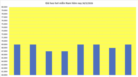 Giá heo hơi hôm nay 30/3/2026: Tiếp tục giảm nhiều nơi