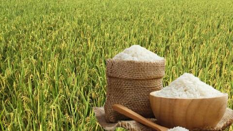 Giá lúa gạo hôm nay ngày 31/3: Lúa tươi tăng nhẹ