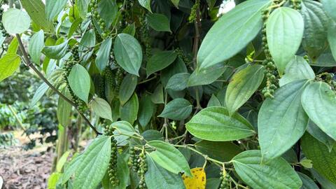 Giá tiêu hôm nay 7/4/2026: Duy trì ổn định