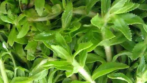 Mách bà nội trợ cách ăn rau ngổ để bổ thận