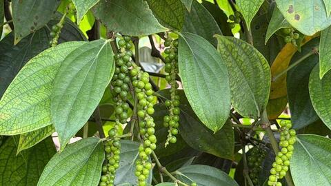 Giá tiêu hôm nay 20/4/2026: Cao nhất 141.000 đồng/kg