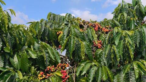 Giá cà phê hôm nay 28/4/2026: Đi ngang sau kỳ nghỉ lễ