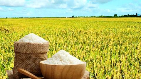 Giá lúa gạo hôm nay ngày 28/4: Thị trường 'lặng sóng'