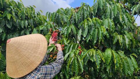 Giá cà phê hôm nay 6/5/2026: Phục hồi nhẹ, tăng 400 - 500 đồng/kg