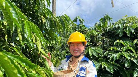 Giá cà phê hôm nay 10/5/2026: Quay đầu giảm nhẹ