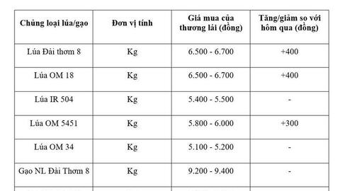 Giá lúa gạo hôm nay ngày 19/5/2026: Lúa tươi đồng loạt tăng mạnh