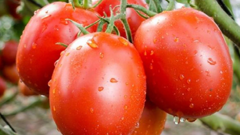 Giá nông sản hôm nay ngày 20/5: Một số mặt hàng có giá tốt