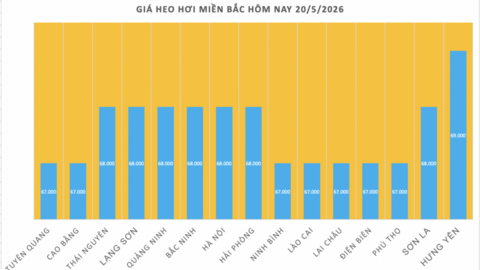 Giá heo hơi hôm nay 20/5/2026: Giảm rải rác