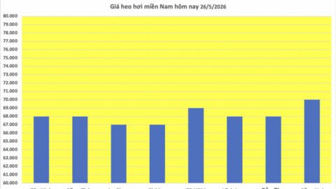 Giá heo hơi hôm nay 26/5/2026: Tăng vài nơi