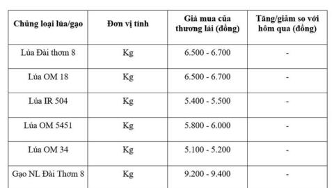 Giá lúa gạo hôm nay ngày 26/5/2026: Gạo xuất khẩu biến động trái chiều