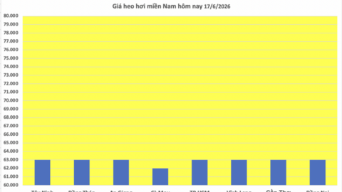 Giá heo hơi hôm nay 17/6/2026: Thị trường tạm chững