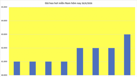 Giá heo hơi hôm nay 26/6/2026: Giảm nhẹ tại miền Bắc