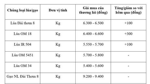 Giá lúa gạo hôm nay ngày 7/7/2026: Lúa tươi đồng loạt tăng