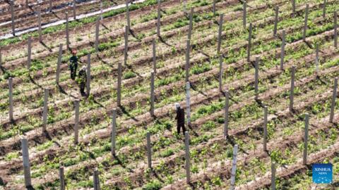Siêu El Niño có thể đẩy giá lương thực toàn cầu tăng tới 15,8%