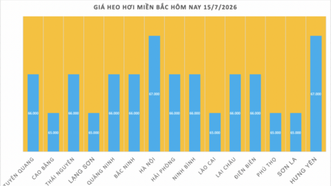Giá heo hơi hôm nay 15/7/2026: Tăng tại miền Nam
