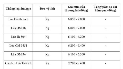 Giá lúa gạo hôm nay ngày 24/7/2026: Gạo Đài thơm tăng 500 đồng/kg