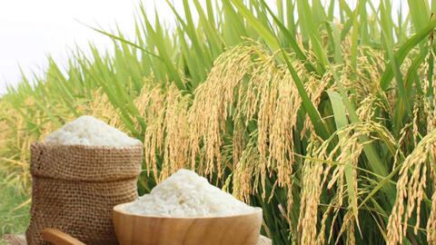Giá lúa gạo hôm nay ngày 7/8/2026: Lúa tươi tiếp đà tăng