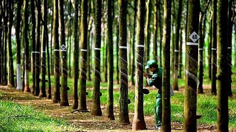 Cao su Phước Hòa chốt quyền trả cổ tức 14%, phát hành hơn 108 triệu cổ phiếu để tăng vốn