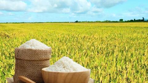 Giá lúa gạo hôm nay ngày 4/9/2026: Gạo thơm Jasmine tăng 500 đồng/kg