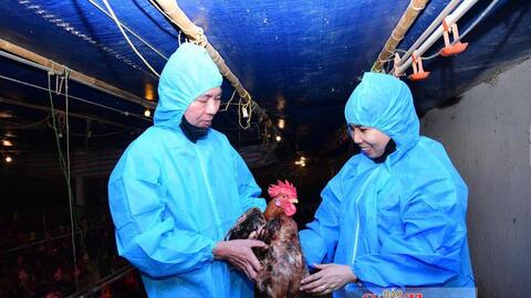 Hộ chăn nuôi liên kết cùng doanh nghiệp chia sẻ rủi ro