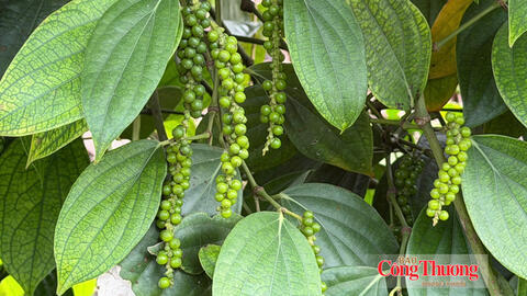 Giá tiêu hôm nay 8/10/2026: Giảm mạnh 1.000 - 1.500 đồng/kg