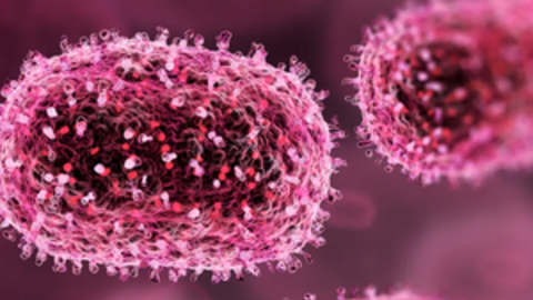 Pháp xác nhận trường hợp đầu tiên tử vong do nhiễm virus Shamonda