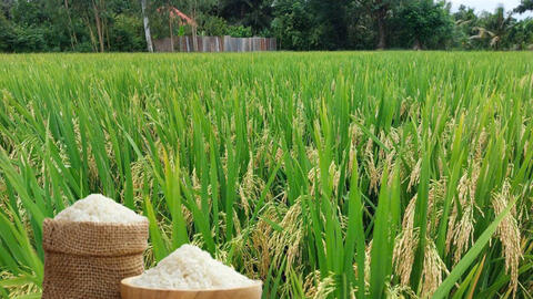 Giá lúa gạo hôm nay ngày 26/10/2026: Lúa tươi đồng loạt tăng