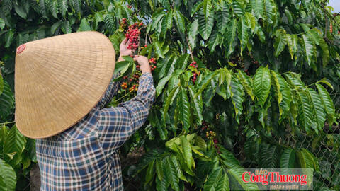 Giá cà phê hôm nay 28/10/2026: Giảm nhẹ, xuống dưới mốc 89.000 đồng/kg