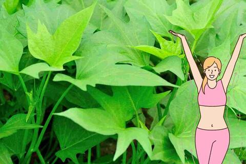 Loại rau giúp phụ nữ trung niên đốt mỡ thừa